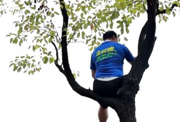 湘超联赛推出“挂票”，球迷可坐在树上看球但退却“自挂东南枝”